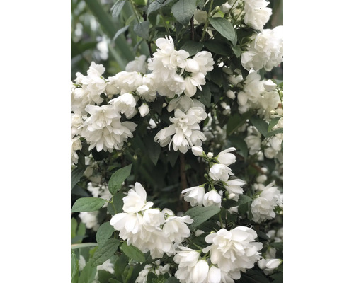 Blommande doftschersmin med vita blommor