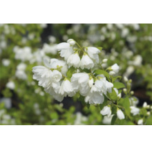 Blommande plymer av fylld trädgårdssjasmin i detalj