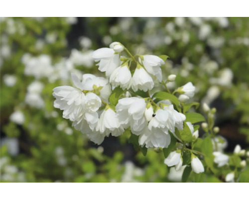 Blommande plymer av fylld trädgårdssjasmin i detalj