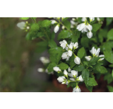 Närbild av blommande doftschersmin med gröna blad