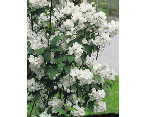 Doftschersmin med vita blommor och gröna blad.