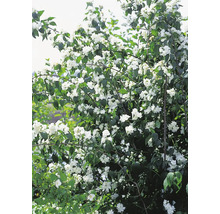 Blommande doftschersmin i trädgården