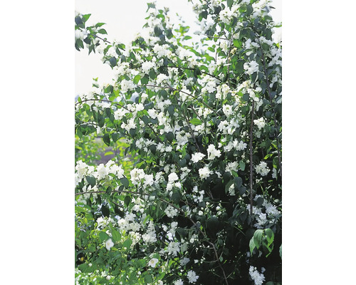 Blommande doftschersmin i trädgården