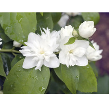 Fylld jasmin med vita blommor och gröna blad