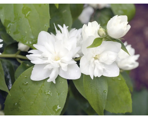 Fylld jasmin med vita blommor och gröna blad