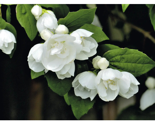 Närbild av blommande doftschersmin med gröna blad