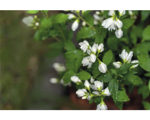 Deutzia växt med vita blommor och gröna blad