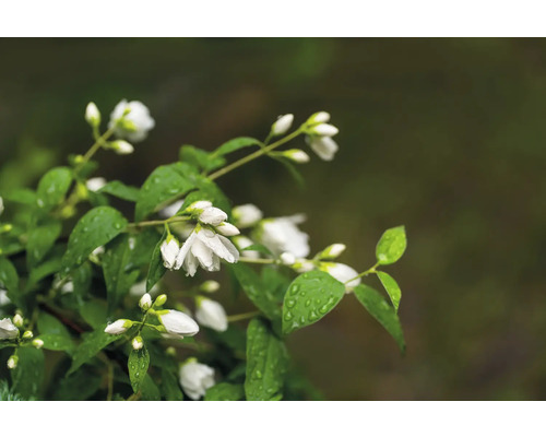 Närbild av blommande doftschersmin med gröna blad