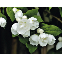 Närbild av fylld trädgårdsjasmin med vita blommor och gröna blad
