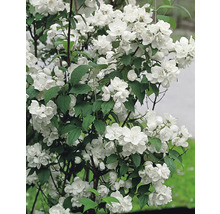 Blommande smultronjasmin med vita blommor och gröna blad