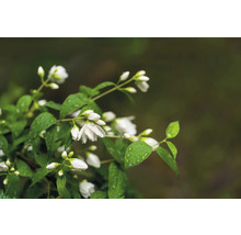 Blommande doftschersmin med vattendroppar på bladen