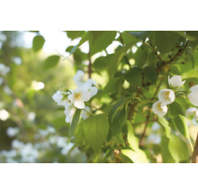 Doftschersmin med vita blommor och gröna blad