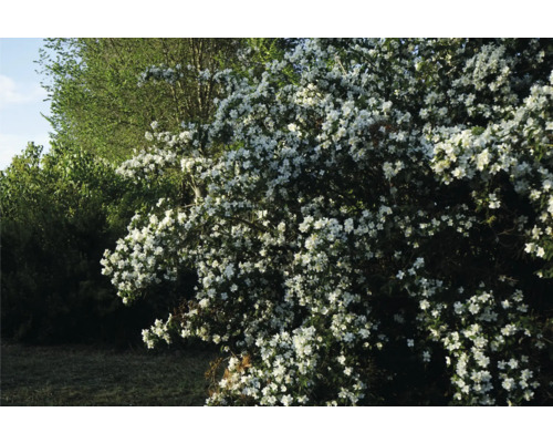 Blommande buske i trädgården