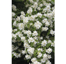 Blommande oäkta jasmin i trädgården