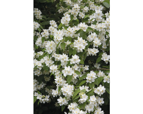 Blommande oäkta jasmin i trädgården