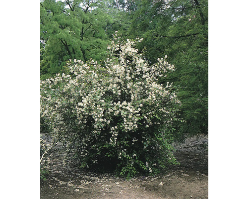 Deutzia i trädgården med vita blommor