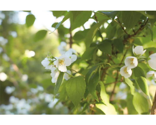 Blommande doftschersmin med gröna blad