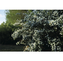 Blommande buske i trädgården