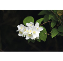 Äkta jasmin med vita blommor och gröna blad