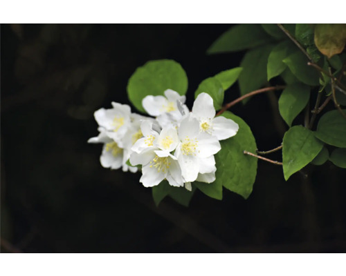 Äkta jasmin med vita blommor och gröna blad