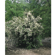 Deutzia i trädgården med vita blommor