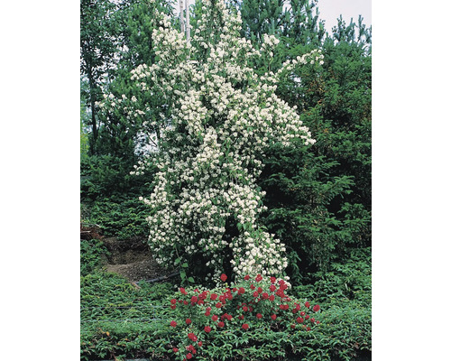 Buske med vita blommor och röda rosor i trädgården