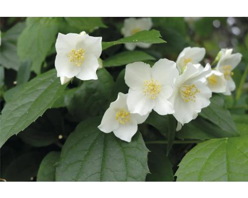 Närbild av blommande jasmin med gröna blad