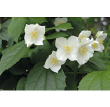 Närbild av blommande schersmin med gröna blad