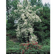 Pipranka med vita blommor och röda rosor i trädgården