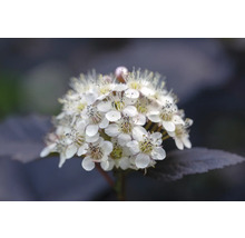 Blomställning med vita blommor
