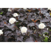 Blommande buske med mörka blad och vita blommor