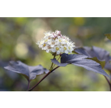 Blomställning av smällspirea med mörka blad