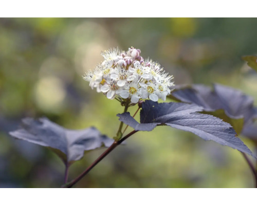 Blomställning av smällspirea med mörka blad