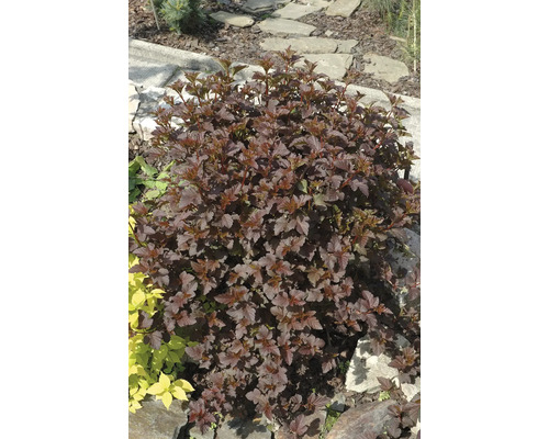 Plantbild med en smällspirea i trädgården.
