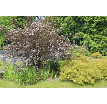 Blommande buske i trädgården med grön vegetation