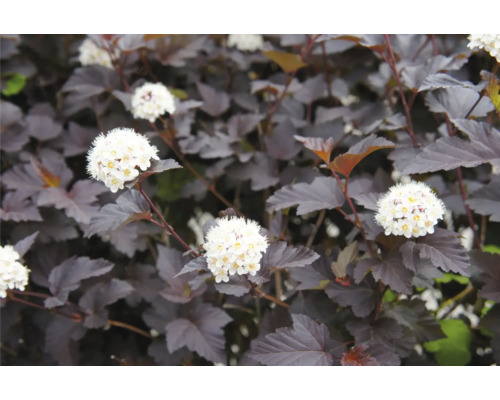 Blommande buske med mörka blad och vita blommor