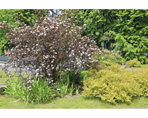 Scen med blommande prydnadsbuskar i trädgården