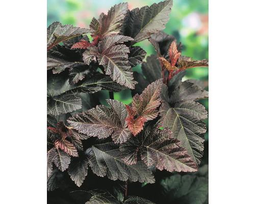 Blad av smällspirea