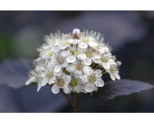 Blomställning av en smällspirea