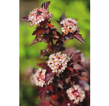 Blomställning av smällspirea med mörkbruna blad