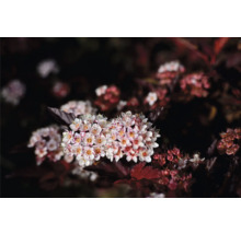 Blomställning av smällspirea i detalj