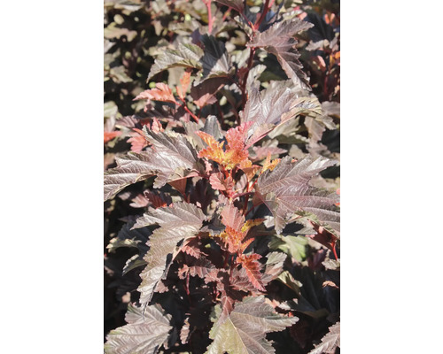 Blad av smällspirea i detalj