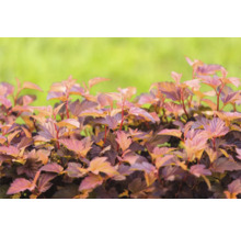 Blåstry med mörkgröna blad
