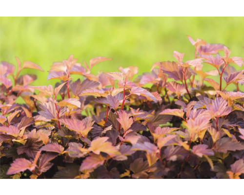 Smällspirea OMNIA GARDEN Physocarpus opulifolius LITTLE ANGEL ('Hoogi016') 1-pack Blåstry med mörkgröna blad