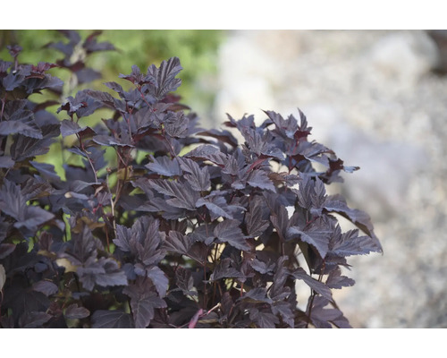 Växt med mörka blad