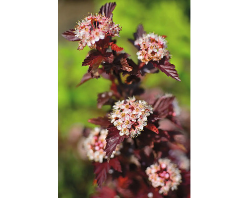 Blomställning av smällspirea med mörkröda blad