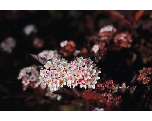 Blomställning av smällspirea i detalj