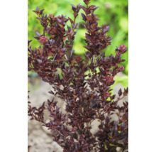 Blåstry buske med mörka blad och fina blommor