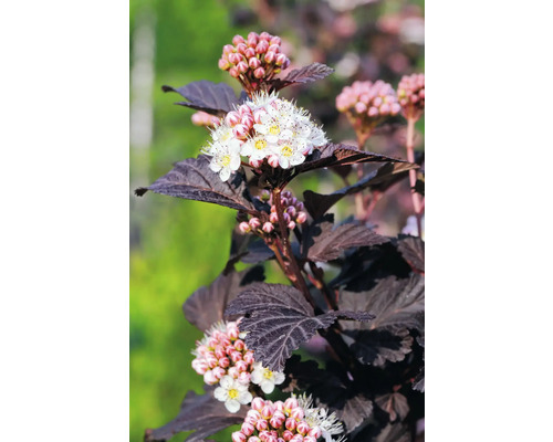 Blomställning av smällspirea med mörka blad