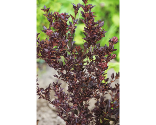 Blåsspirea med mörka blad och fina blommor